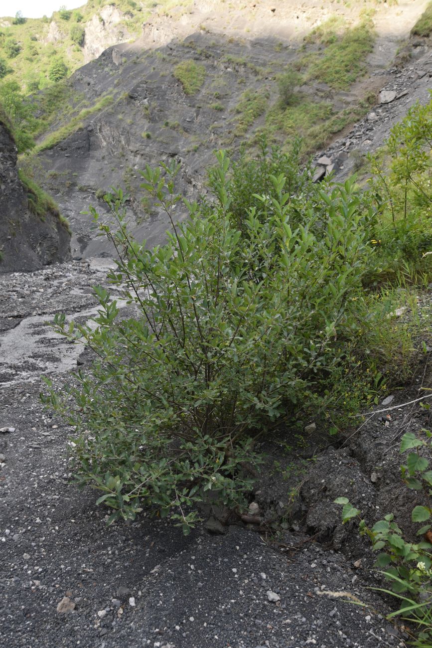 Image of genus Salix specimen.