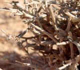 Смотреть изображение Farsetia aegyptia