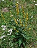 Verbascum marschallianum. Цветущее растение в сообществе с Achillea. Ингушетия, Джейрахский р-н, с. Эгикал, ≈ 1200 м н.у.м., луг. 24.07.2022.