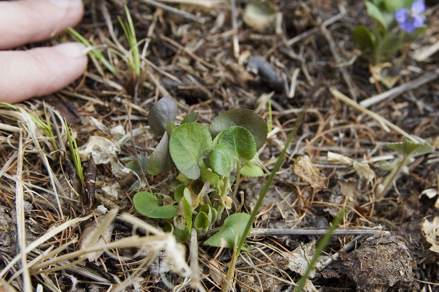 Image of Viola sacchalinensis specimen.