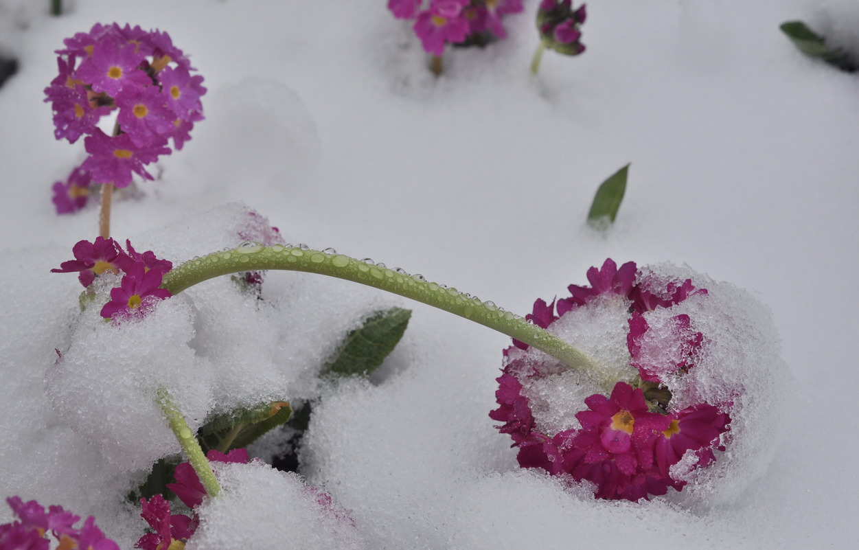 Изображение особи Primula denticulata.