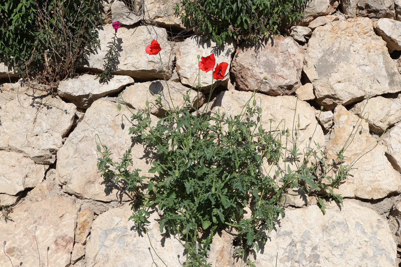 Изображение особи Papaver rhoeas.