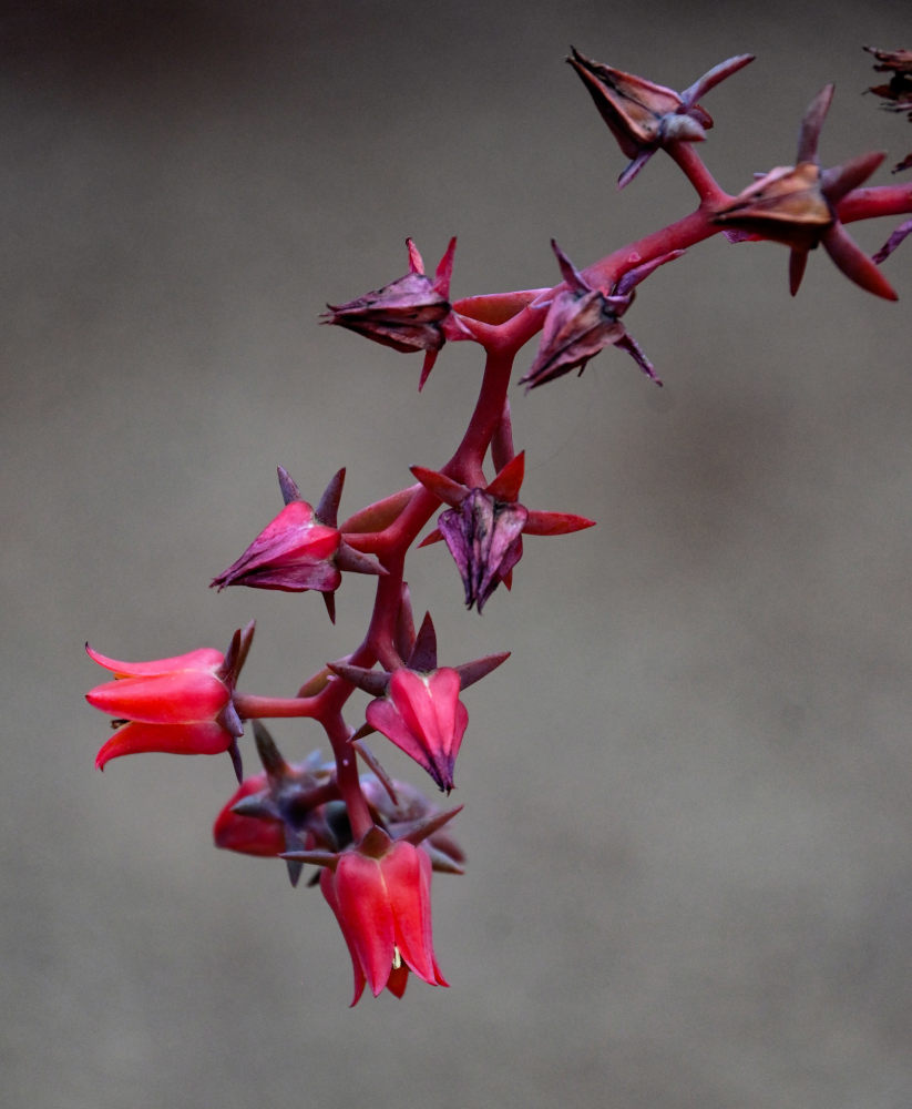 Image of genus Echeveria specimen.