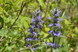 Ajuga multiflora. Соцветия с фуражирующим шмелём. Приморский край, Уссурийский ГО, окр. с. Монакино, околица. 12.05.2024.