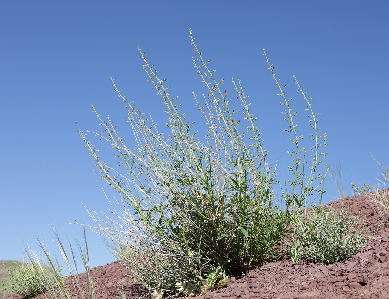 Image of Scrophularia incisa specimen.