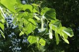 Tilia americana