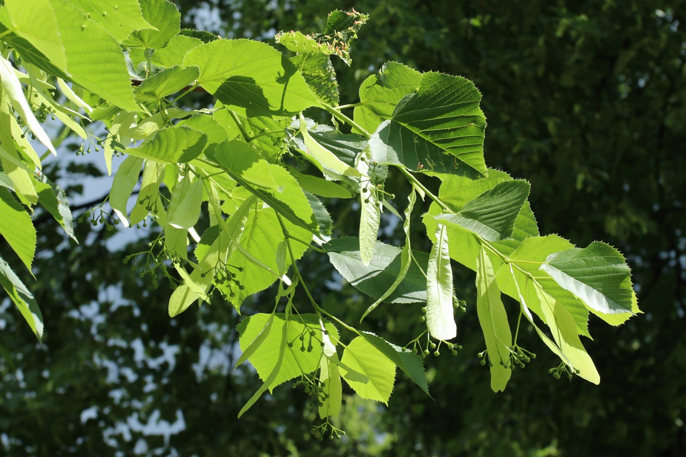 Image of Tilia americana specimen.