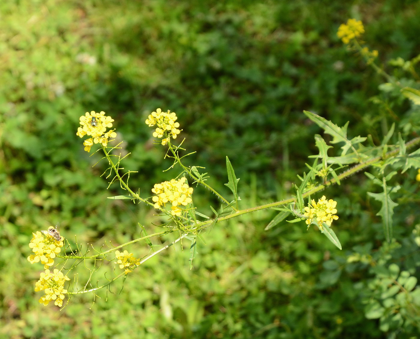 Изображение особи семейство Brassicaceae.