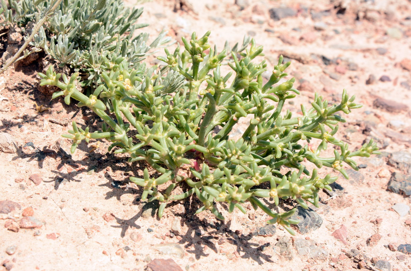 Image of genus Anabasis specimen.