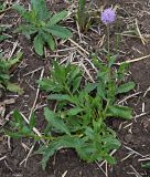 Cirsium arvense