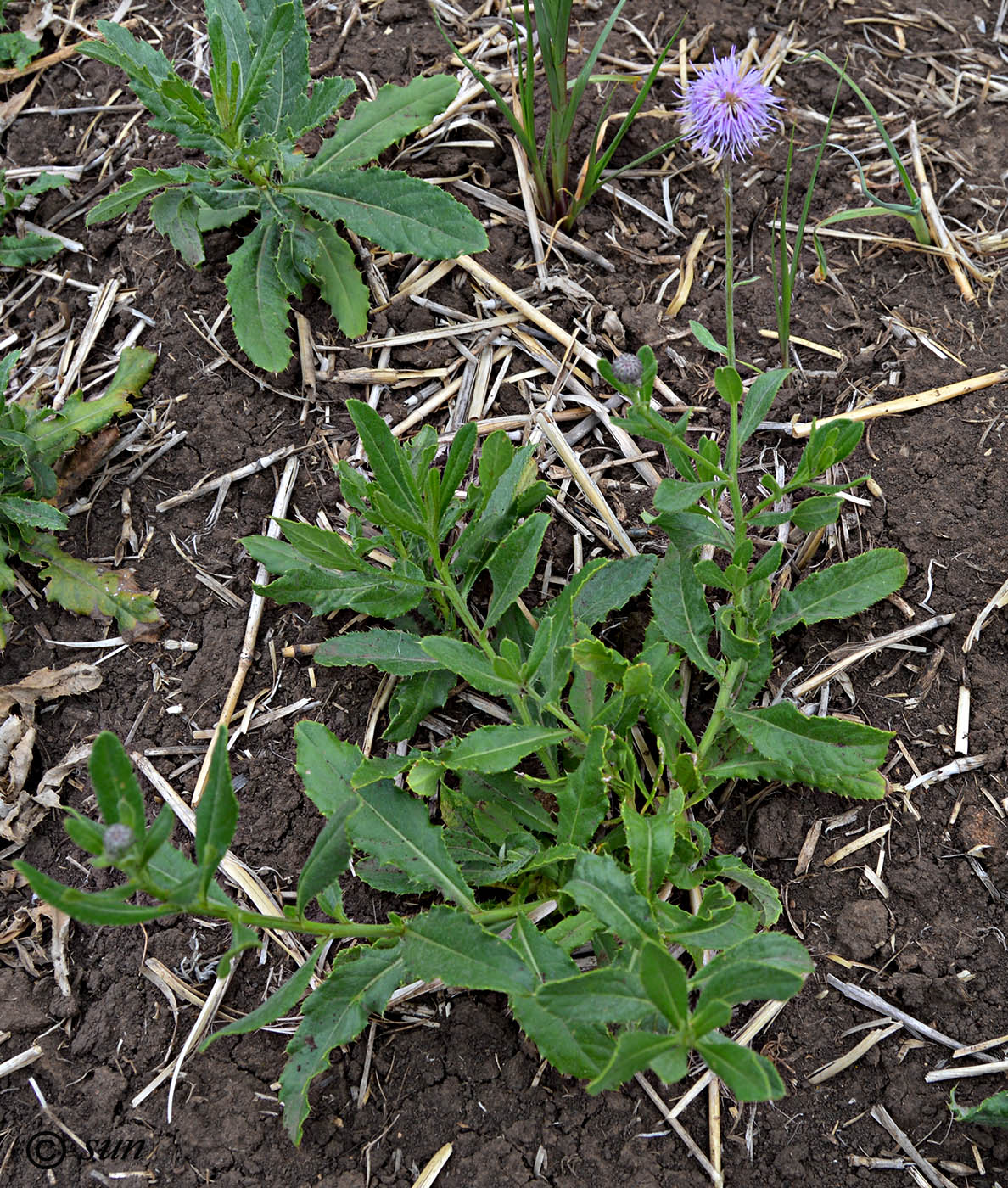 Image of Cirsium arvense specimen.