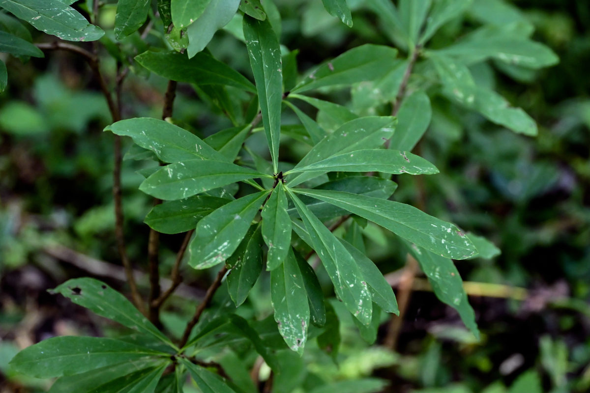 Image of Daphne mezereum specimen.