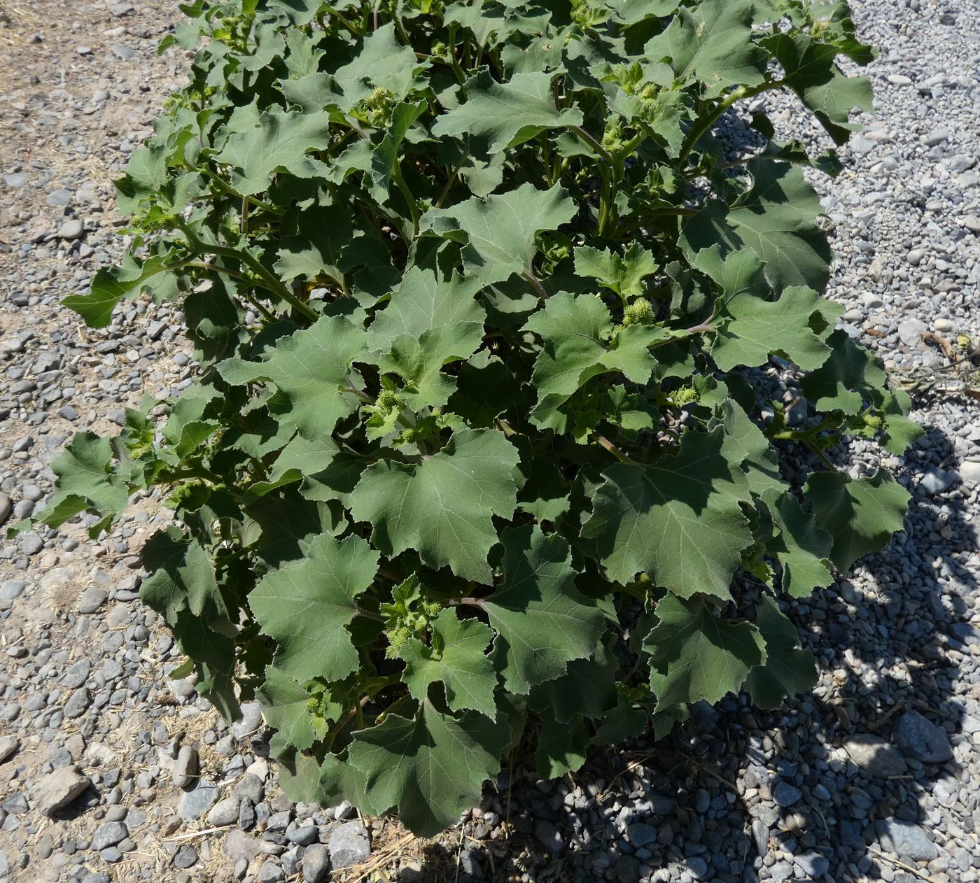 Image of Xanthium orientale specimen.