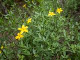 Jasminum fruticans