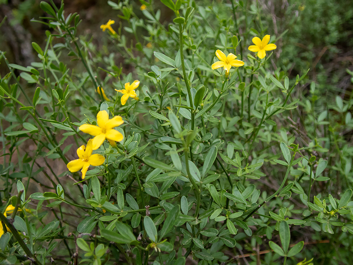 Image of Jasminum fruticans specimen.