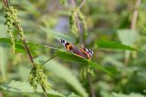 Urtica dioica. Часть побега с соцветиями и сидящей бабочкой Vanessa atalanta. Мурманск, Октябрьский р-н, окр. оз. Среднее, смешанный лес с доминированием Betula. 18.08.2024.