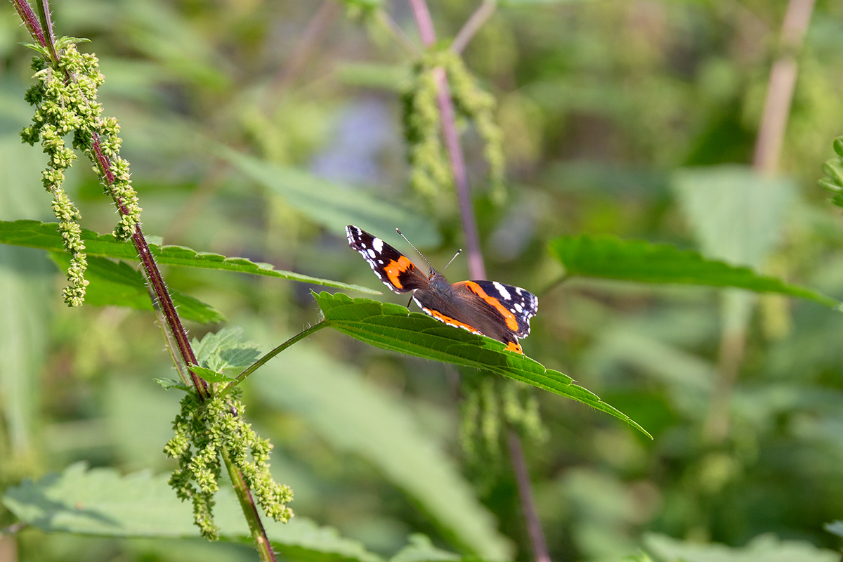 Image of Urtica dioica specimen.