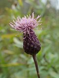 Cirsium setosum. Соцветие. Хабаровский край, окр. г. Комсомольск-на-Амуре, обочина грунтовой дороги. 18.09.2024.