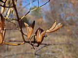 Syringa amurensis. Верхушка побега со вскрывшимися плодами. Хабаровский край, г. Комсомольск-на-Амуре, дол. руч. Тёплый ключ. 04.10.2024.