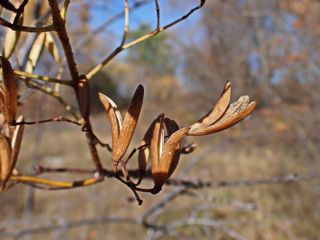 Image of Syringa amurensis specimen.