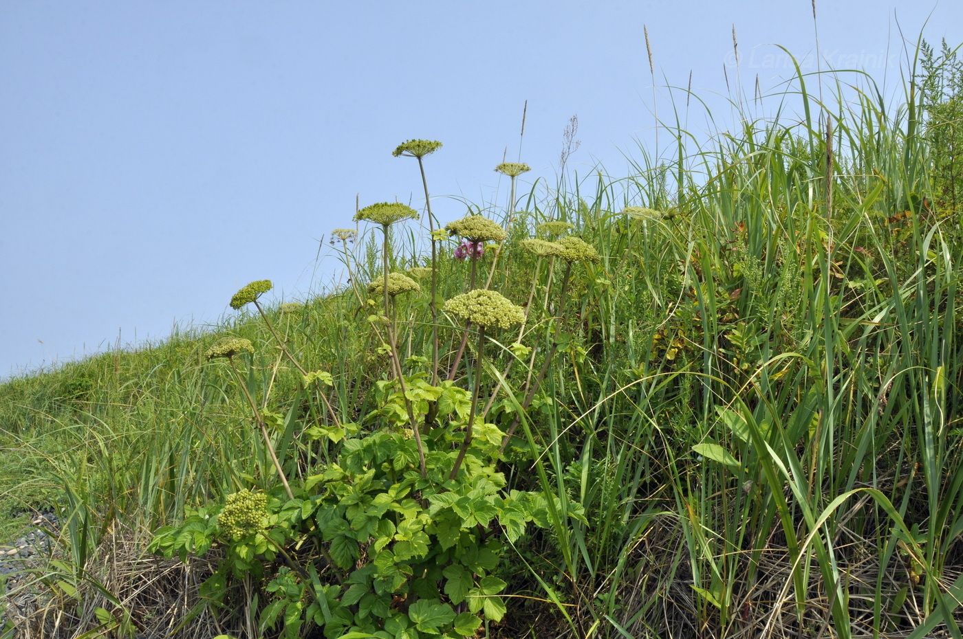 Image of Coelopleurum gmelinii specimen.