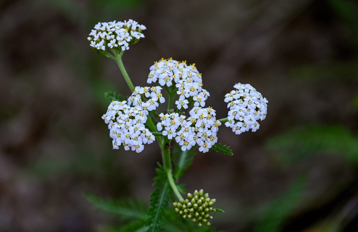 Изображение особи Achillea millefolium.