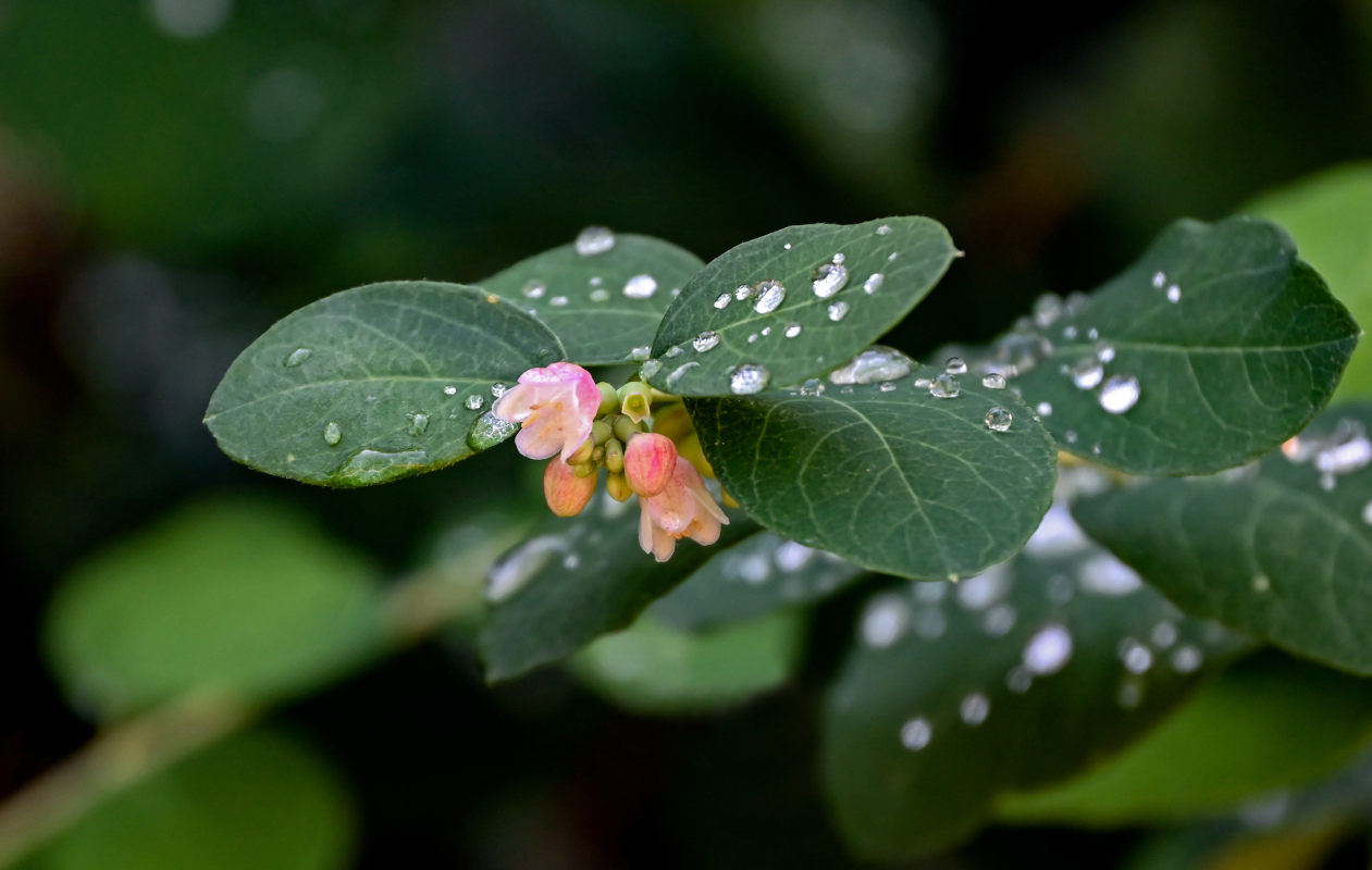 Изображение особи Symphoricarpos albus var. laevigatus.