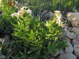 Argusia sibirica. Цветущее растение. Крым, Севастополь, бух. Казачья. 28 мая 2010 г.