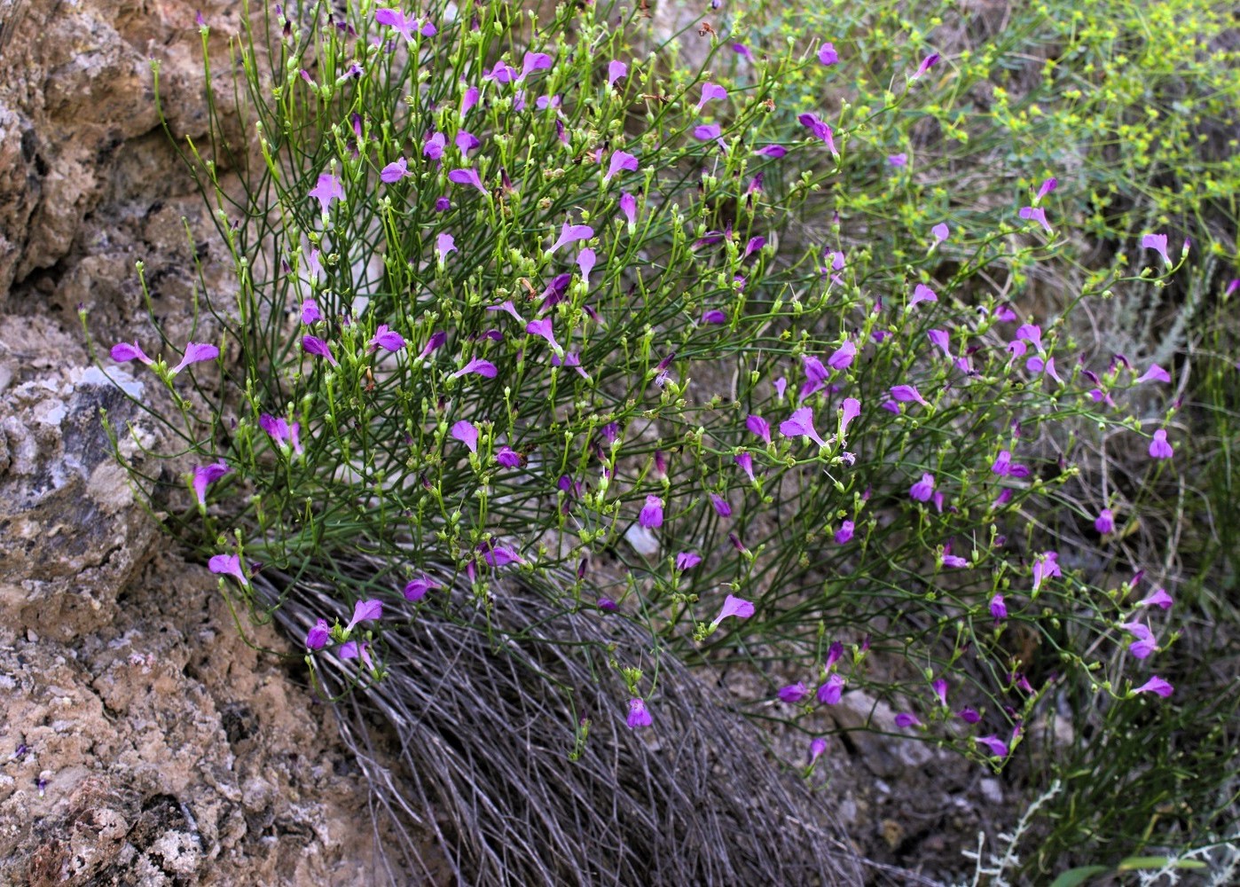 Image of Dodartia orientalis specimen.