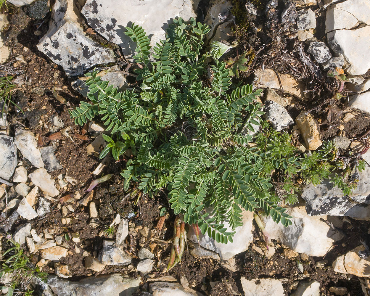 Image of Astragalus demetrii specimen.