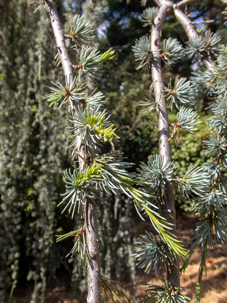 Изображение особи Cedrus atlantica.