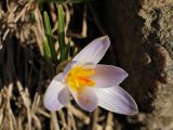 Crocus reticulatus
