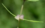 Scutellaria galericulata