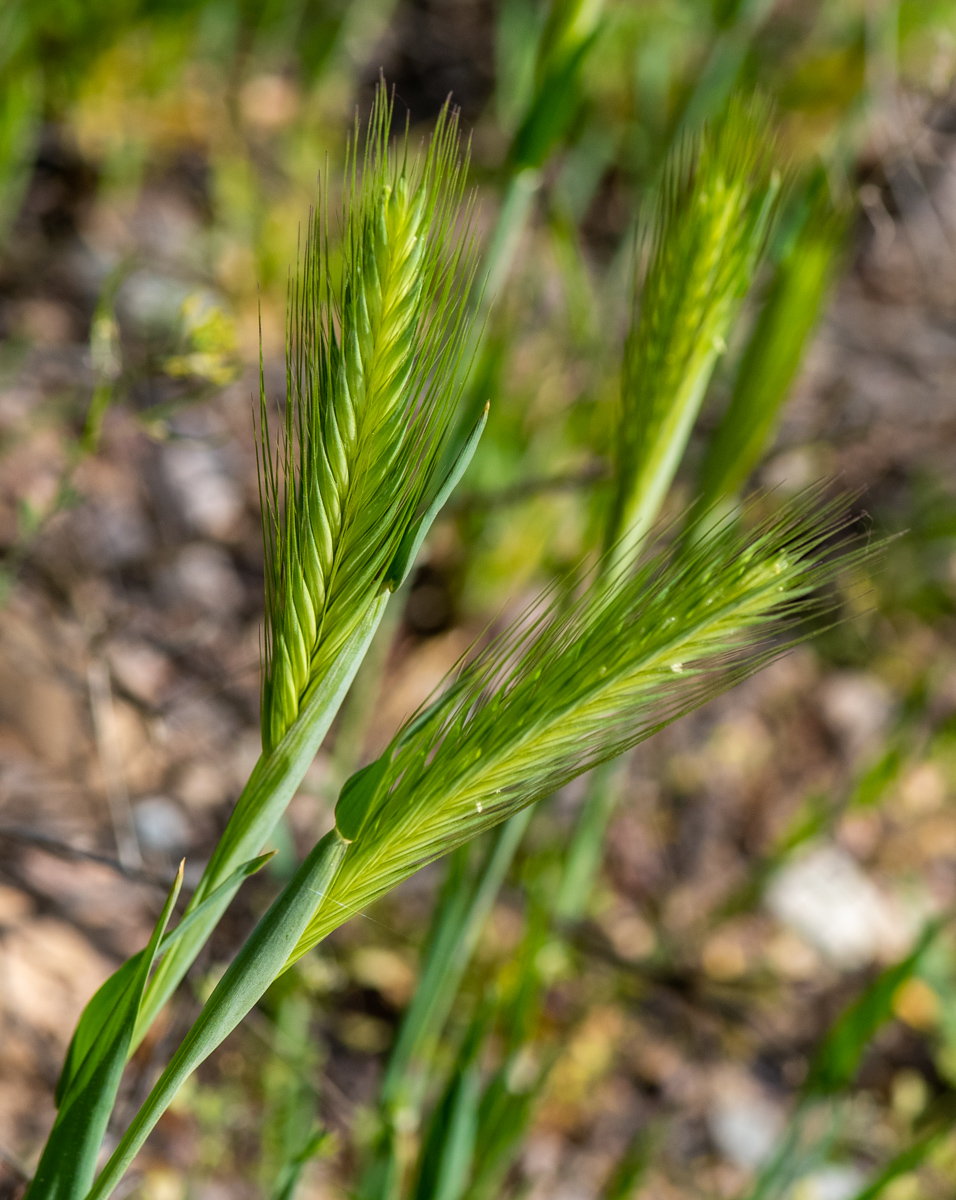 Image of Hordeum leporinum specimen.