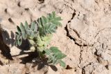 View full-size image Astragalus tribuloides