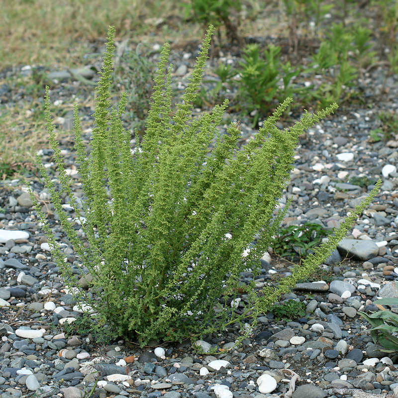 Image of Dysphania botrys specimen.