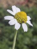 View full-size image Anthemis arvensis