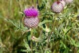 Смотреть изображение Cirsium laniflorum
