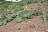 View full-size image Rheum ribes