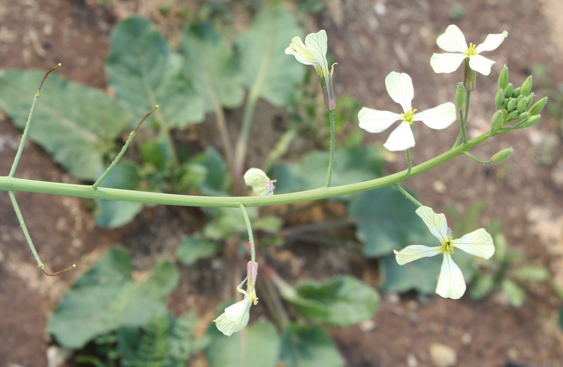 Изображение особи Raphanus raphanistrum.