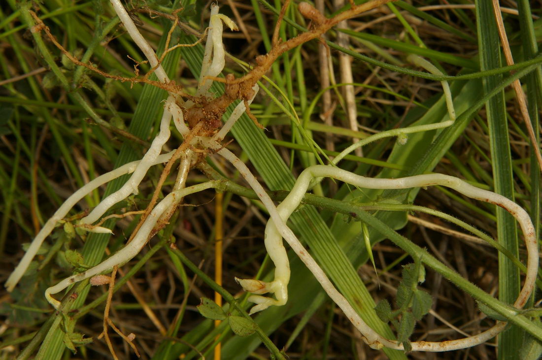 Image of Vicia amphicarpa specimen.