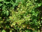 View full-size image Geranium lucidum