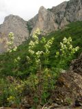 Galium calcareum. Цветущее растение. Южный Берег Крыма, хр. Ай-Юри. 27 мая 2011 г.