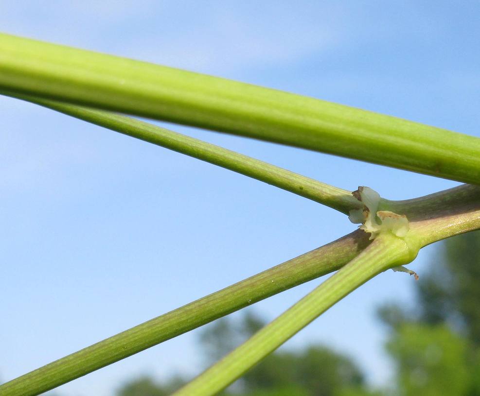 Image of Thalictrum appendiculatum specimen.