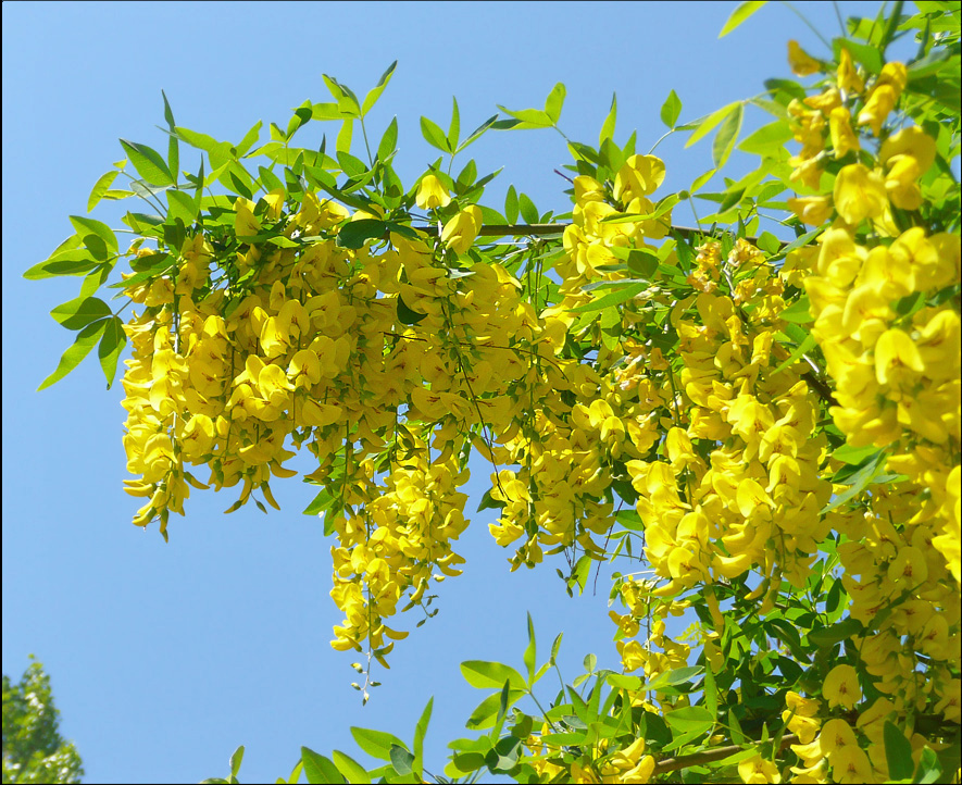 Image of Laburnum anagyroides specimen.