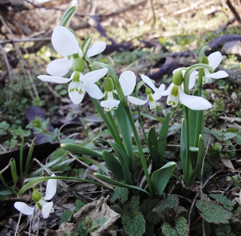 Image of Galanthus graecus specimen.