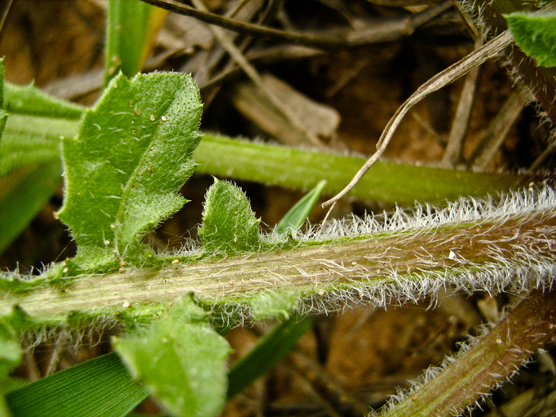 Image of Centaurea procurrens specimen.