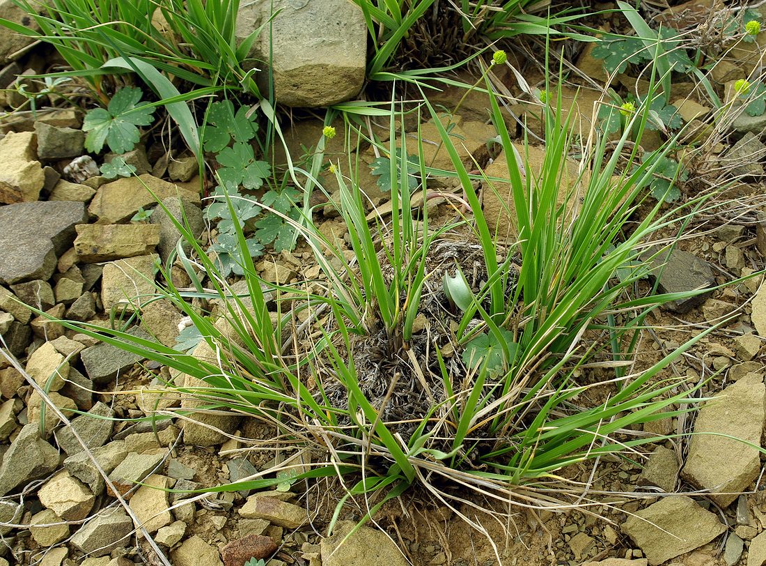 Image of genus Leymus specimen.