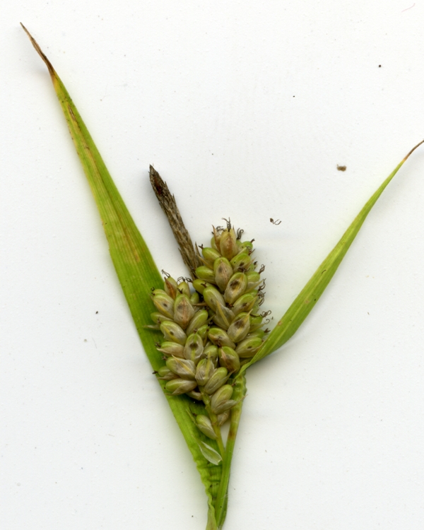 Image of Carex pallescens specimen.