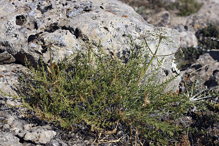 Image of Schrenkia congesta specimen.